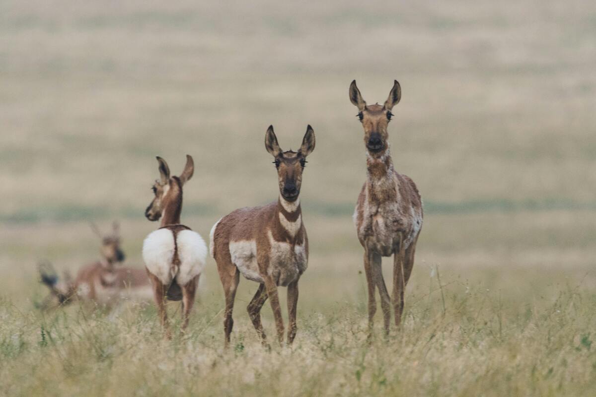 Hunter Safety Course Nebraska