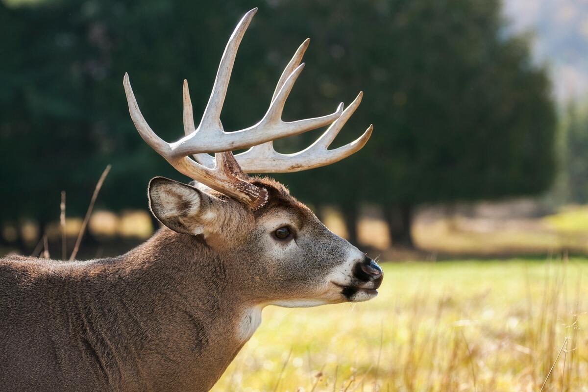Texas hunting license