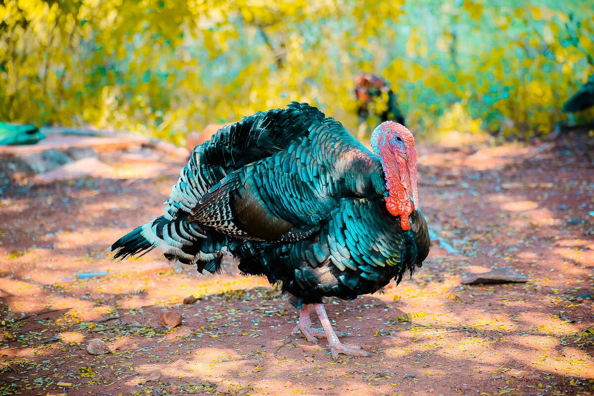 georgia hunting license