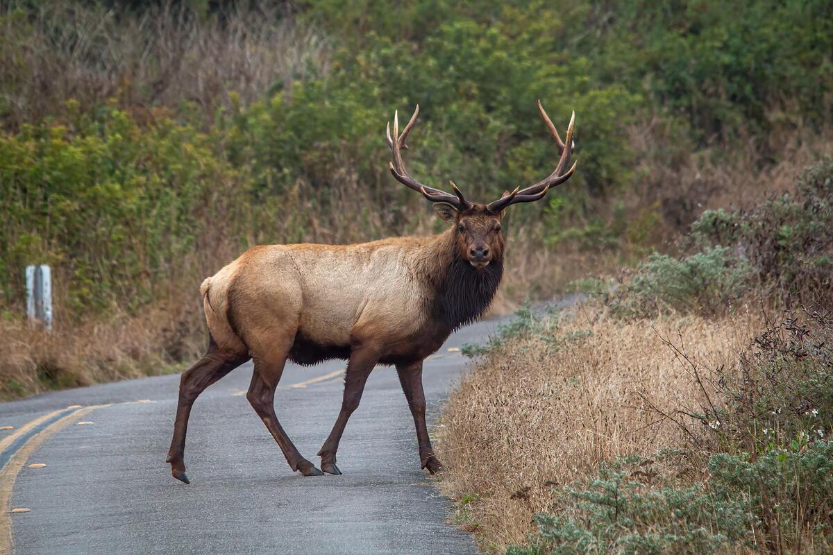 hunting license idaho