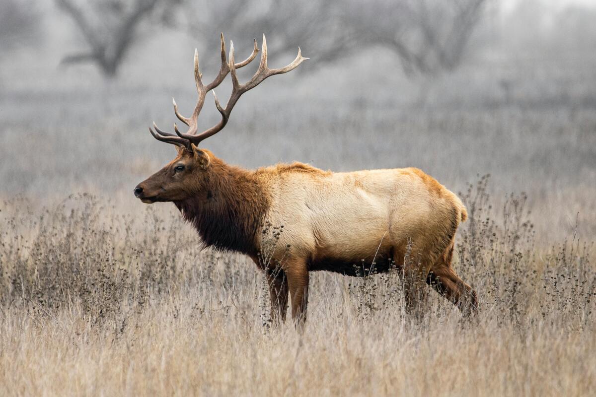 Nevada Hunter Education Course