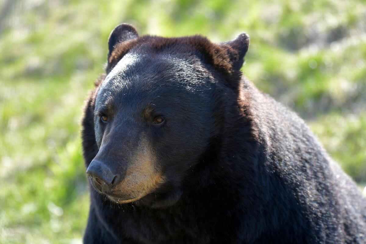 Hunter Education Course NY