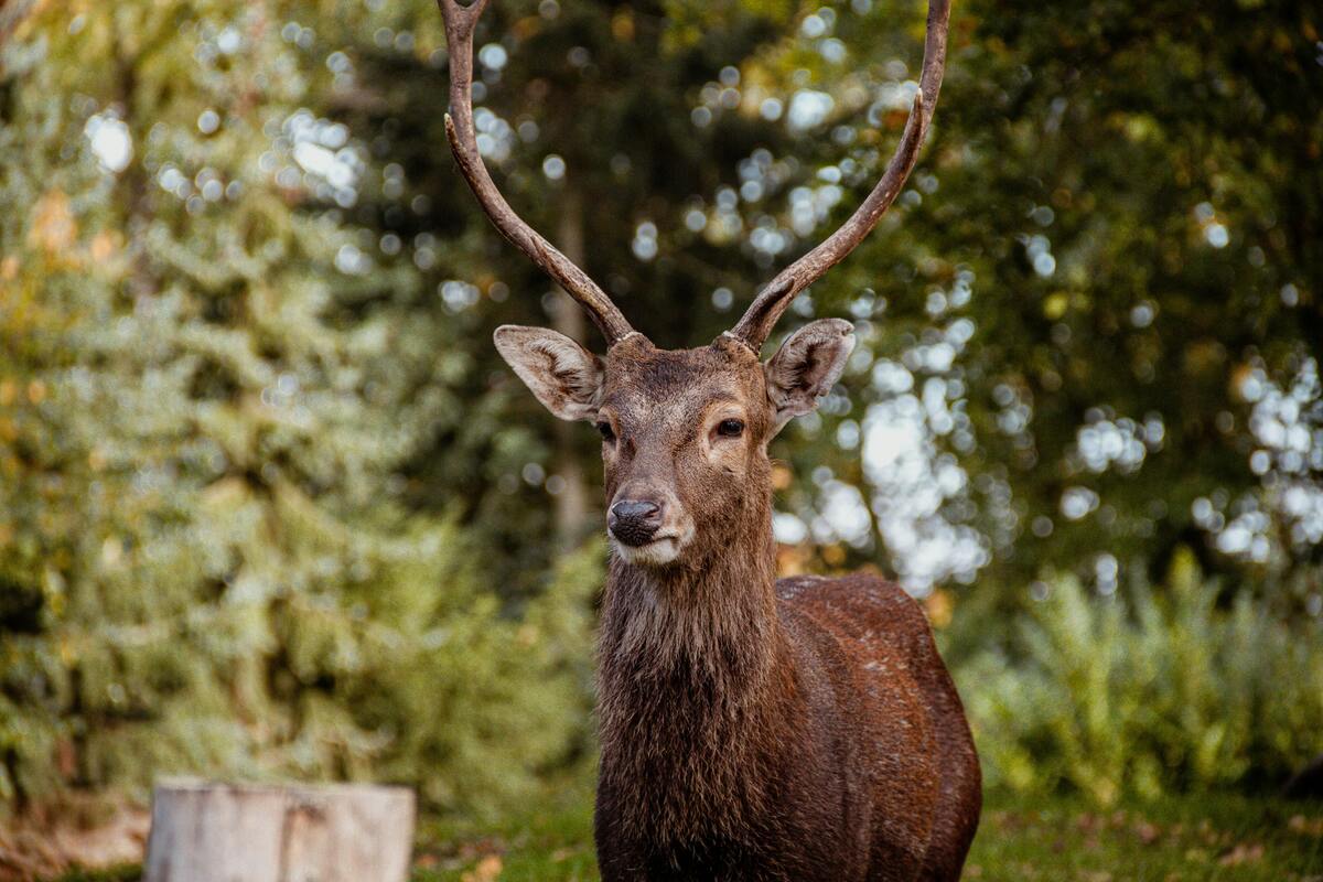 maryland hunting license