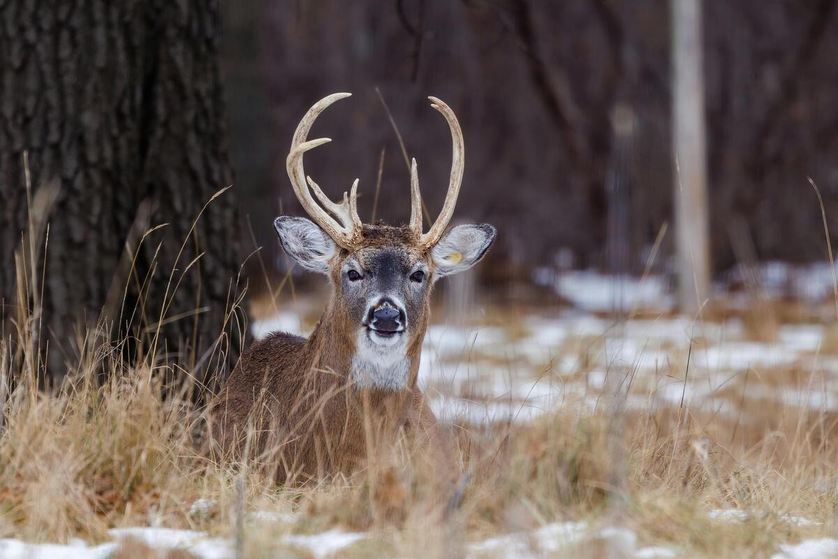 Hunter Safety Course NC