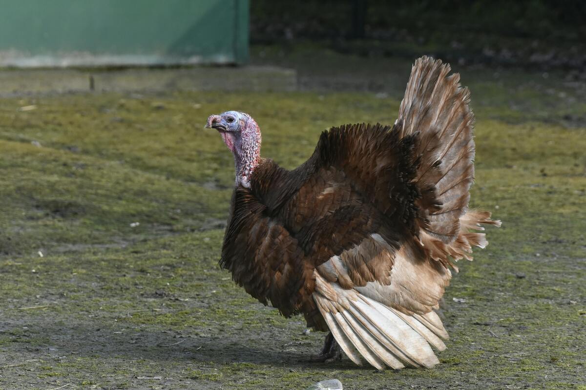 hunting license Kentucky