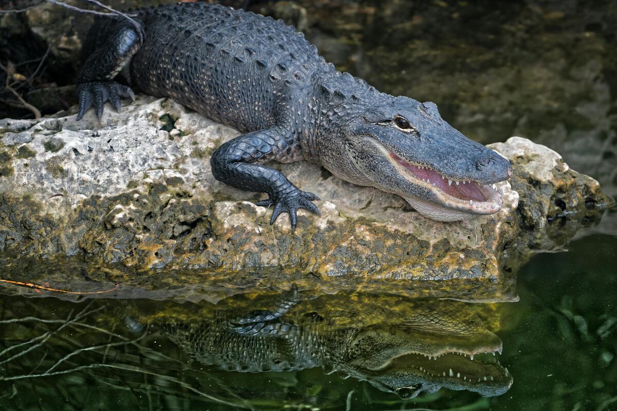 Florida Hunter Education Course