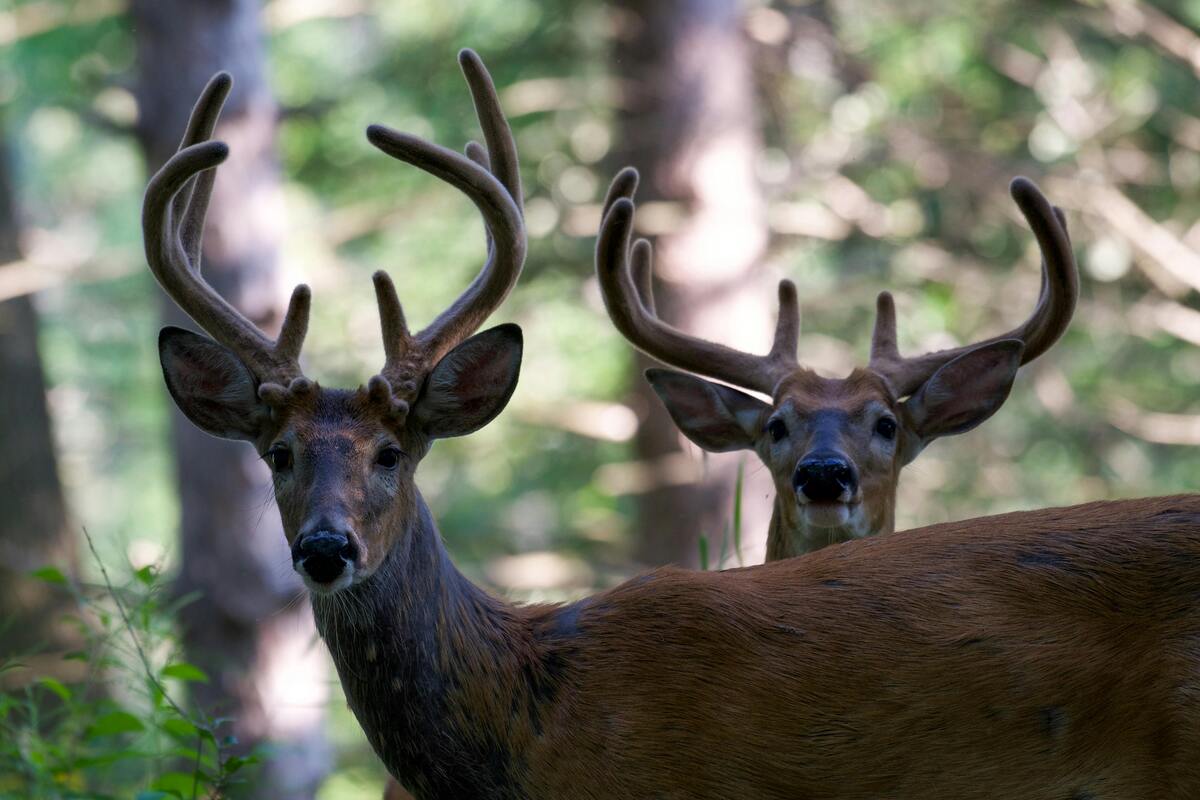 Hunter Education Course SC