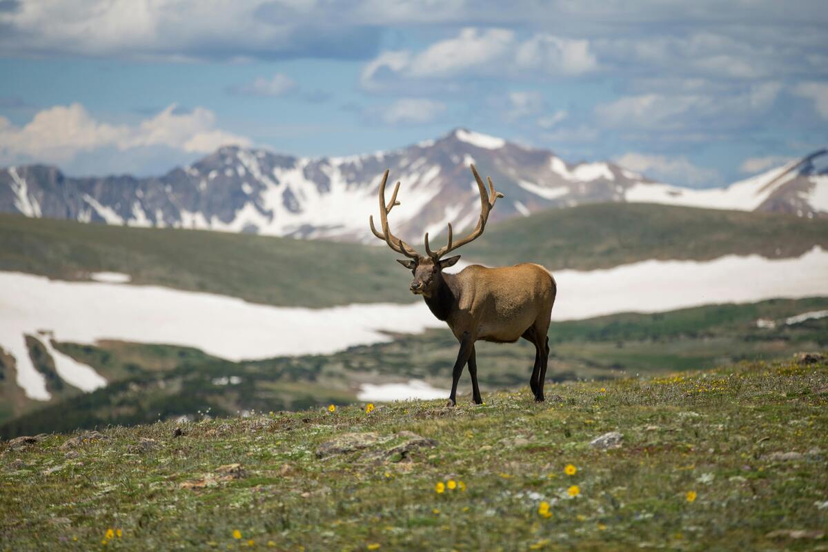 hunting license colorado