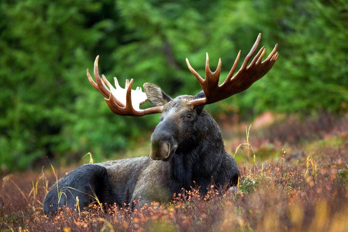 hunting license in maine