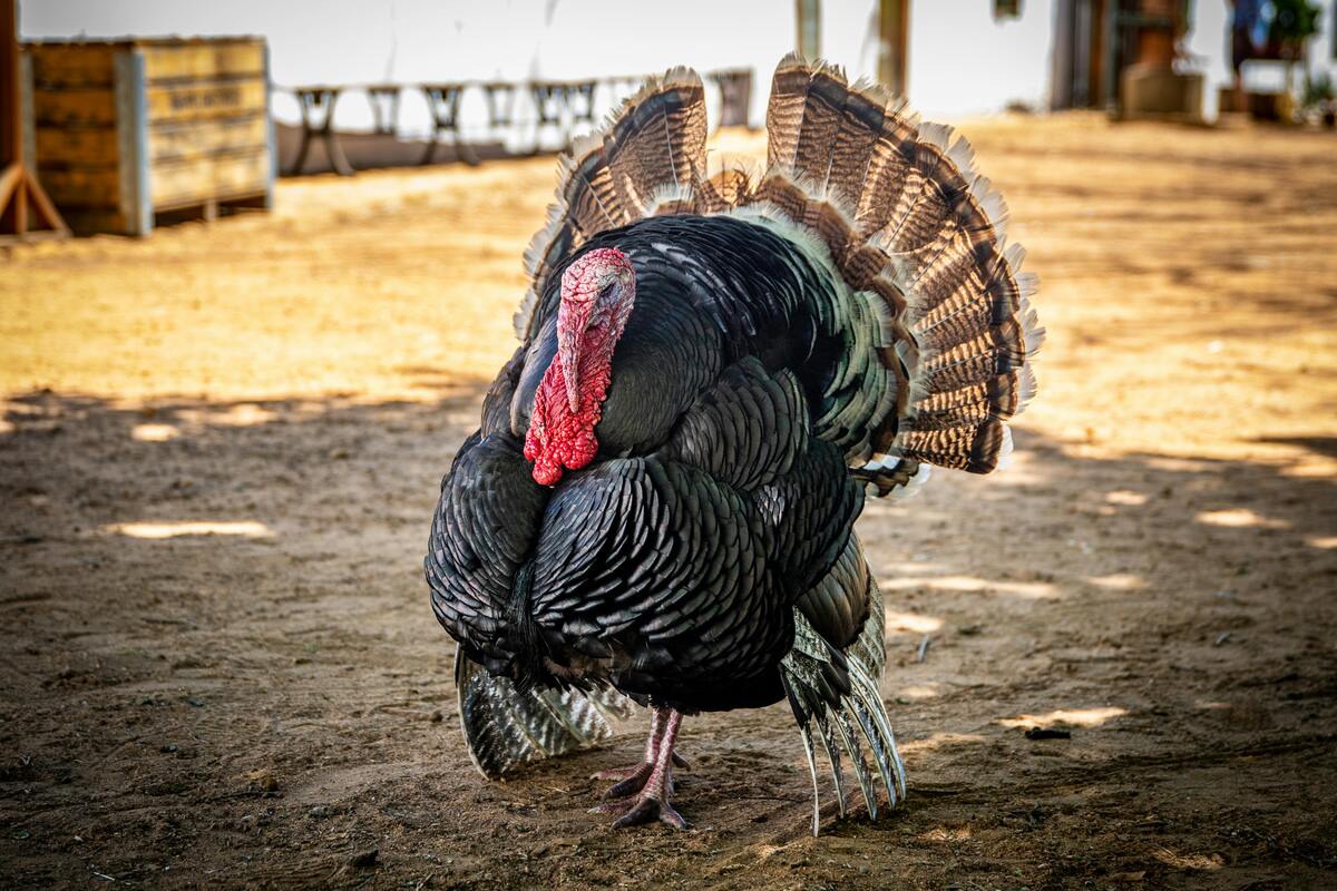 Hunter Education Course CT