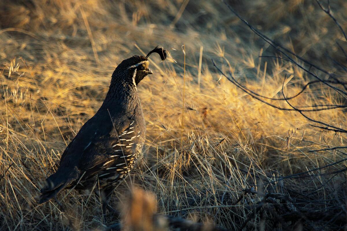 Kansas Hunter Education Course