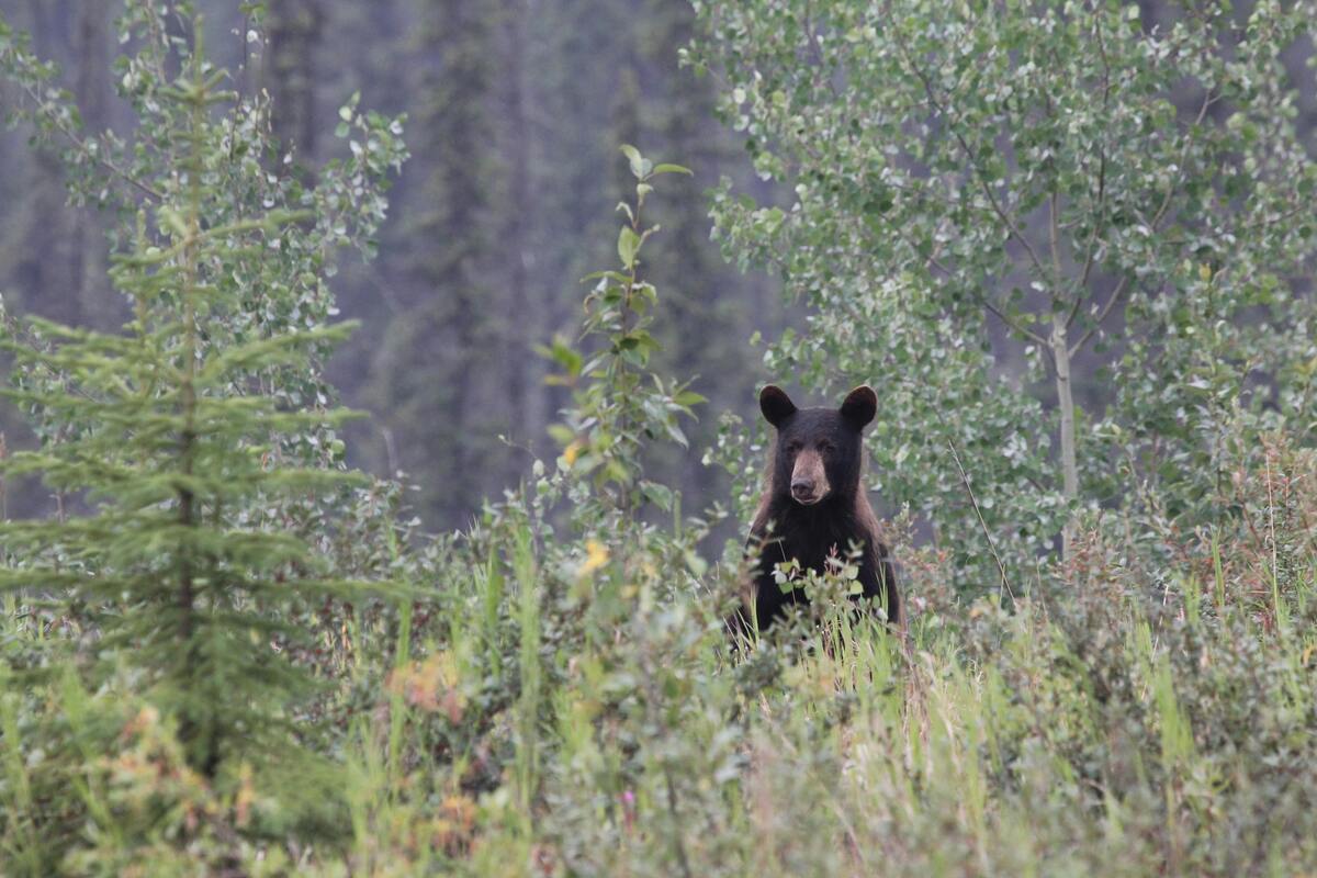 Hunter Safety Course Missouri