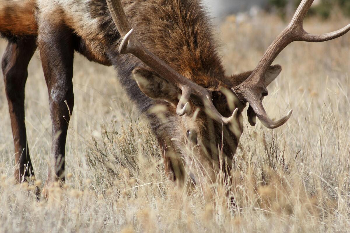 montana hunting license