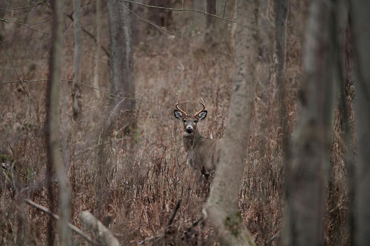 Hunter Education Course NJ