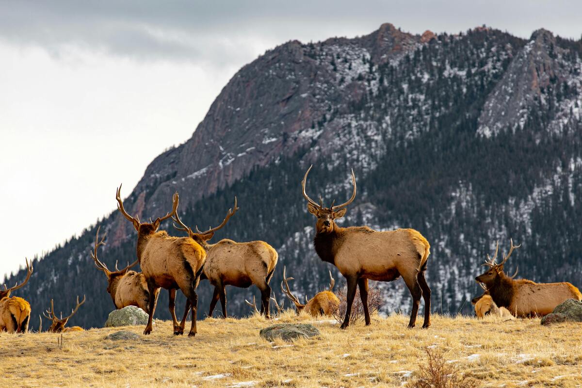 Oklahoma Hunter Education Course