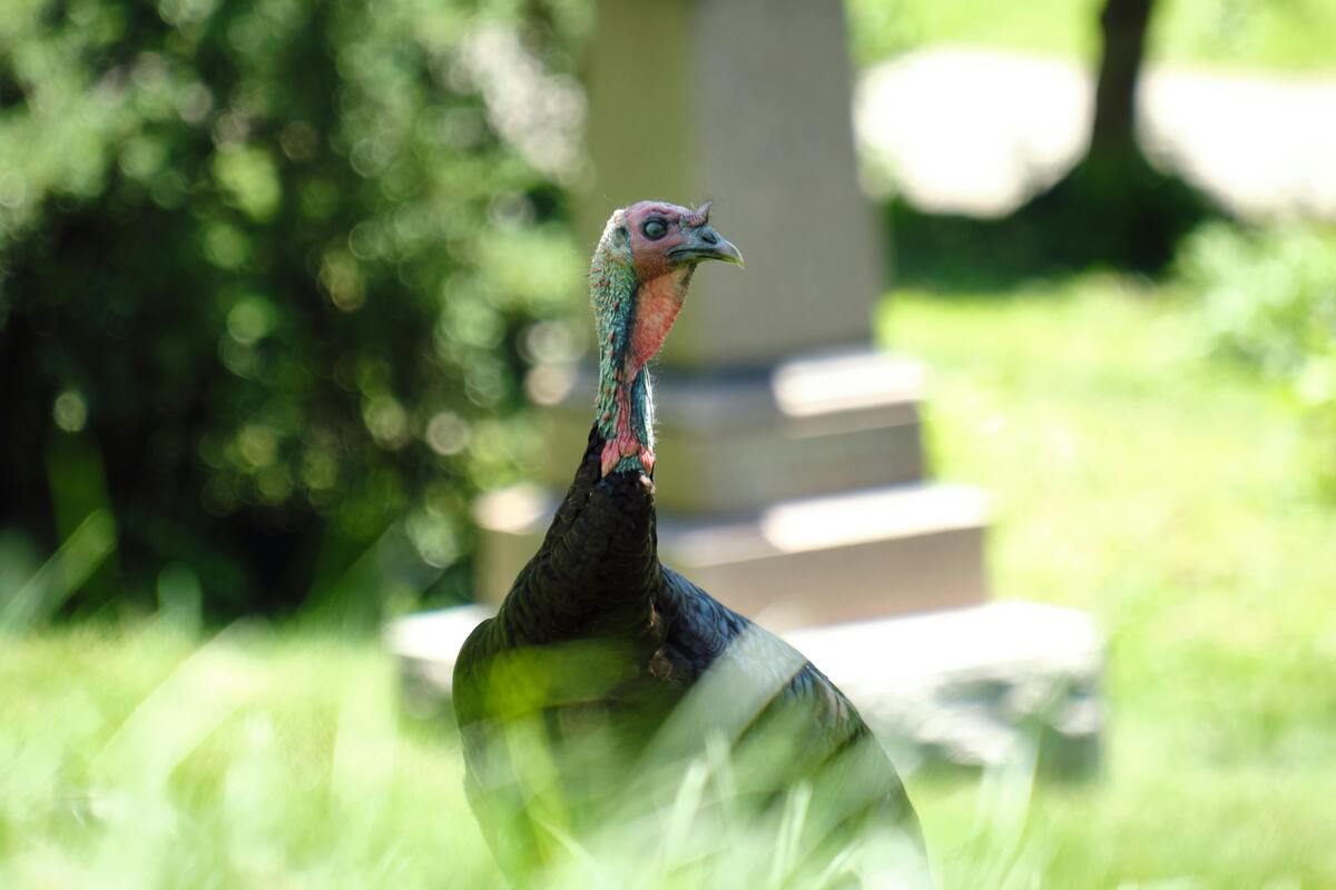 hunting license in Ohio