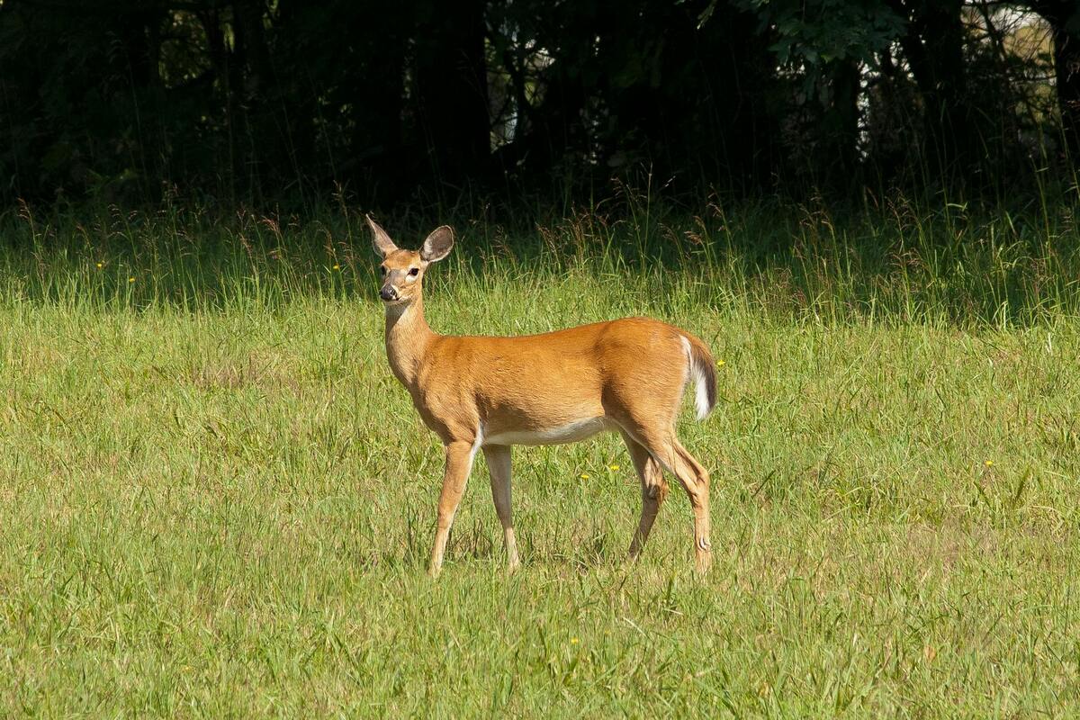 Hunter Education Course Alabama