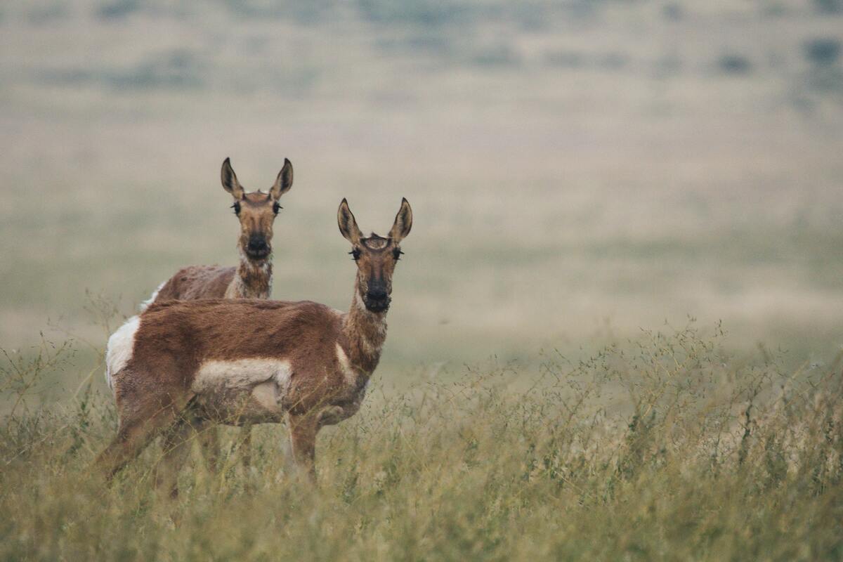 hunting license utah