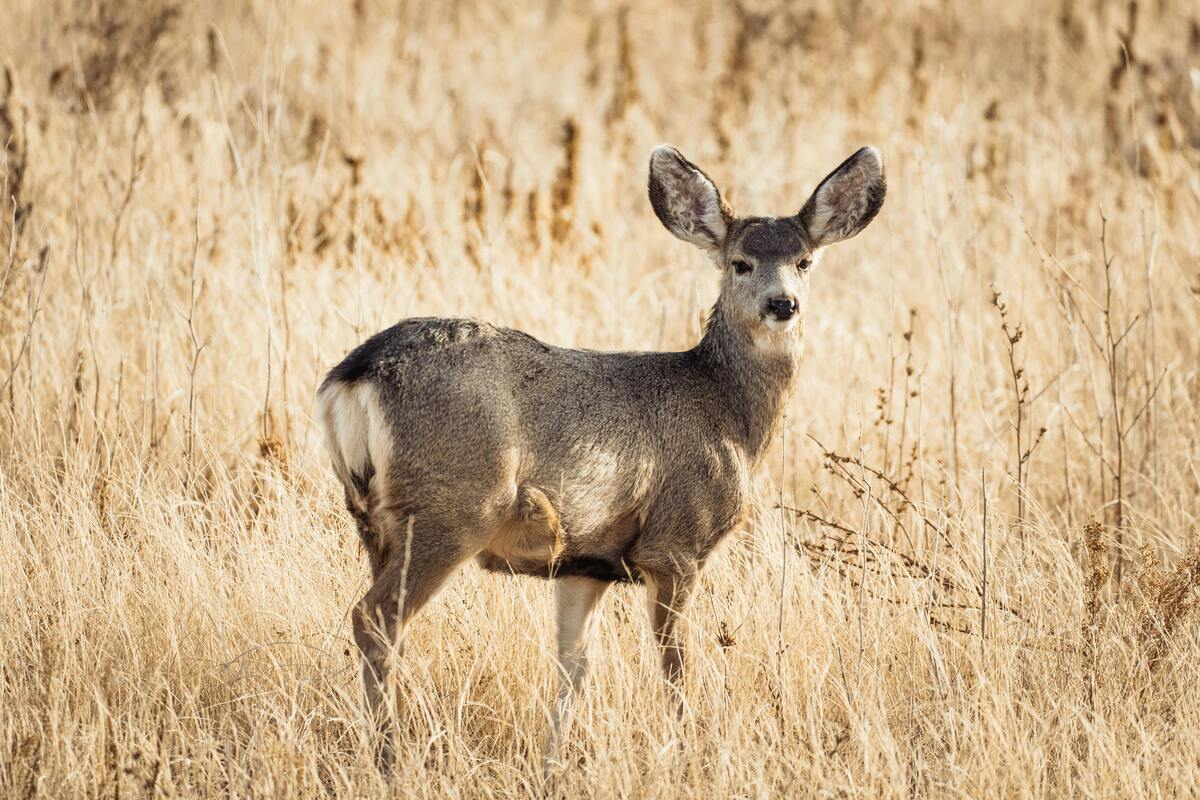 hunting license in south dakota