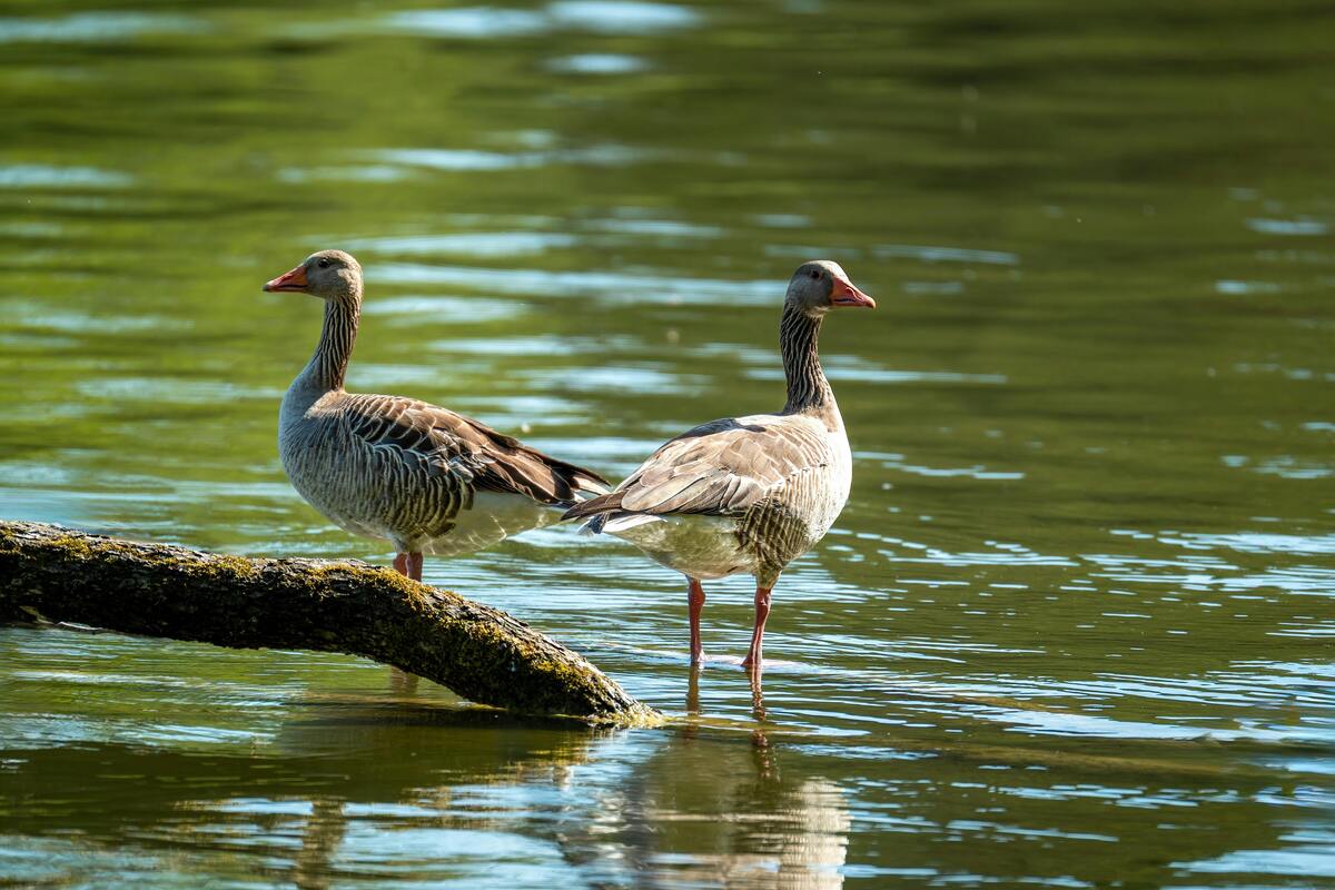 hunting license arkansas