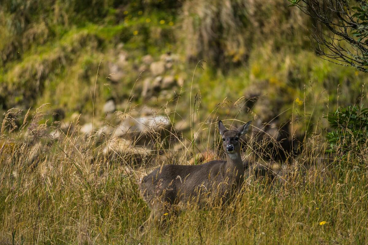 west virginia hunter safety Course