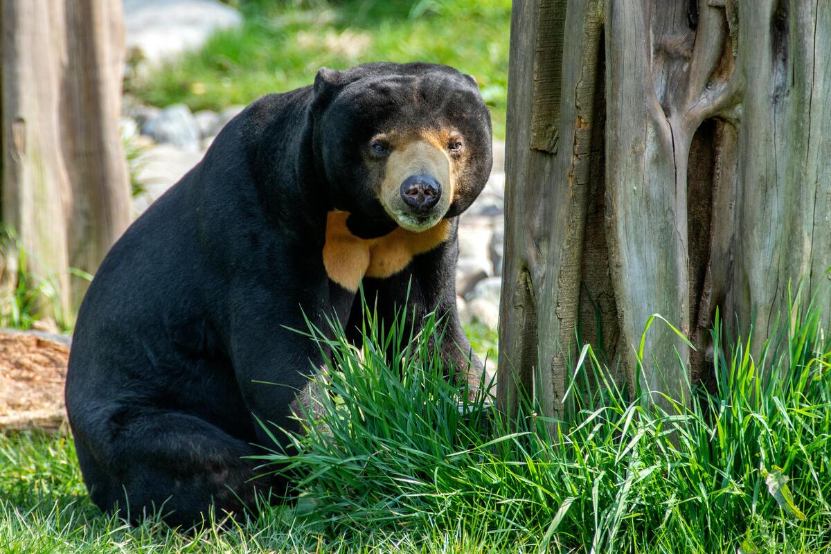hunting license michigan