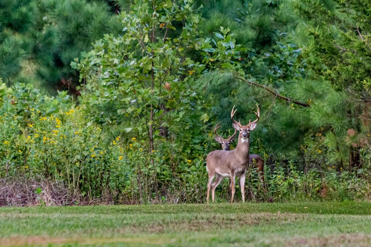 Hunter Education Course Illinois