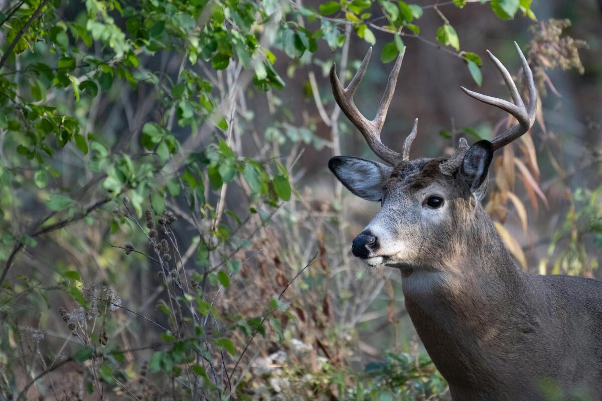 Hunter Education Course Indiana