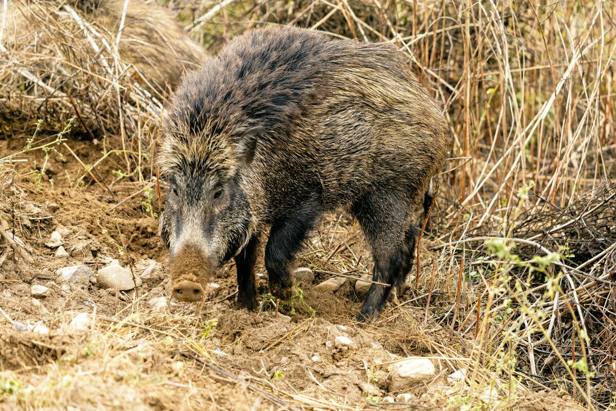 Louisiana Hunter Safety Course