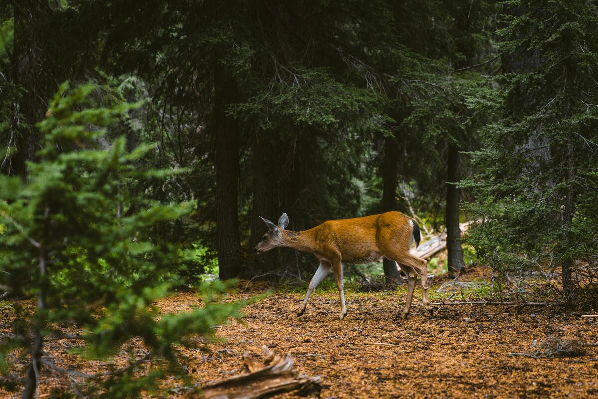 Hunter Education Course California